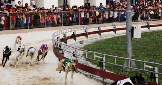 Khu trung tâm dịch vụ thể thao giải trí đua chó thuộc sân golf Xuân Thành.