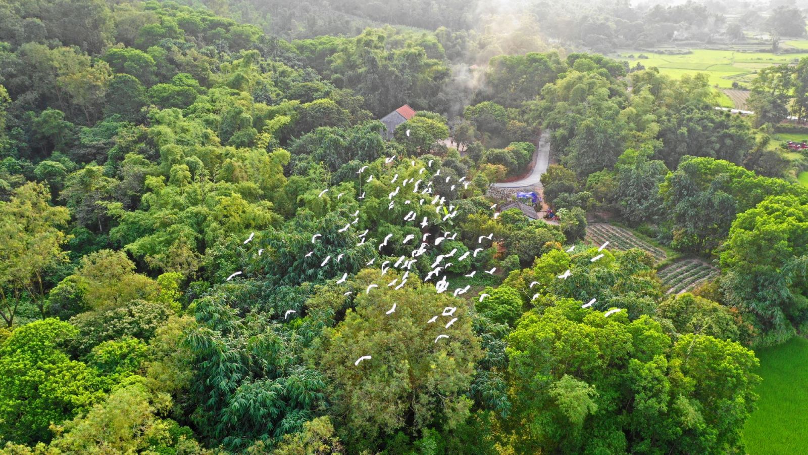 Những cánh cò trắng uốn lượn, điểm tô cho khung cảnh yên bình của vùng quê.