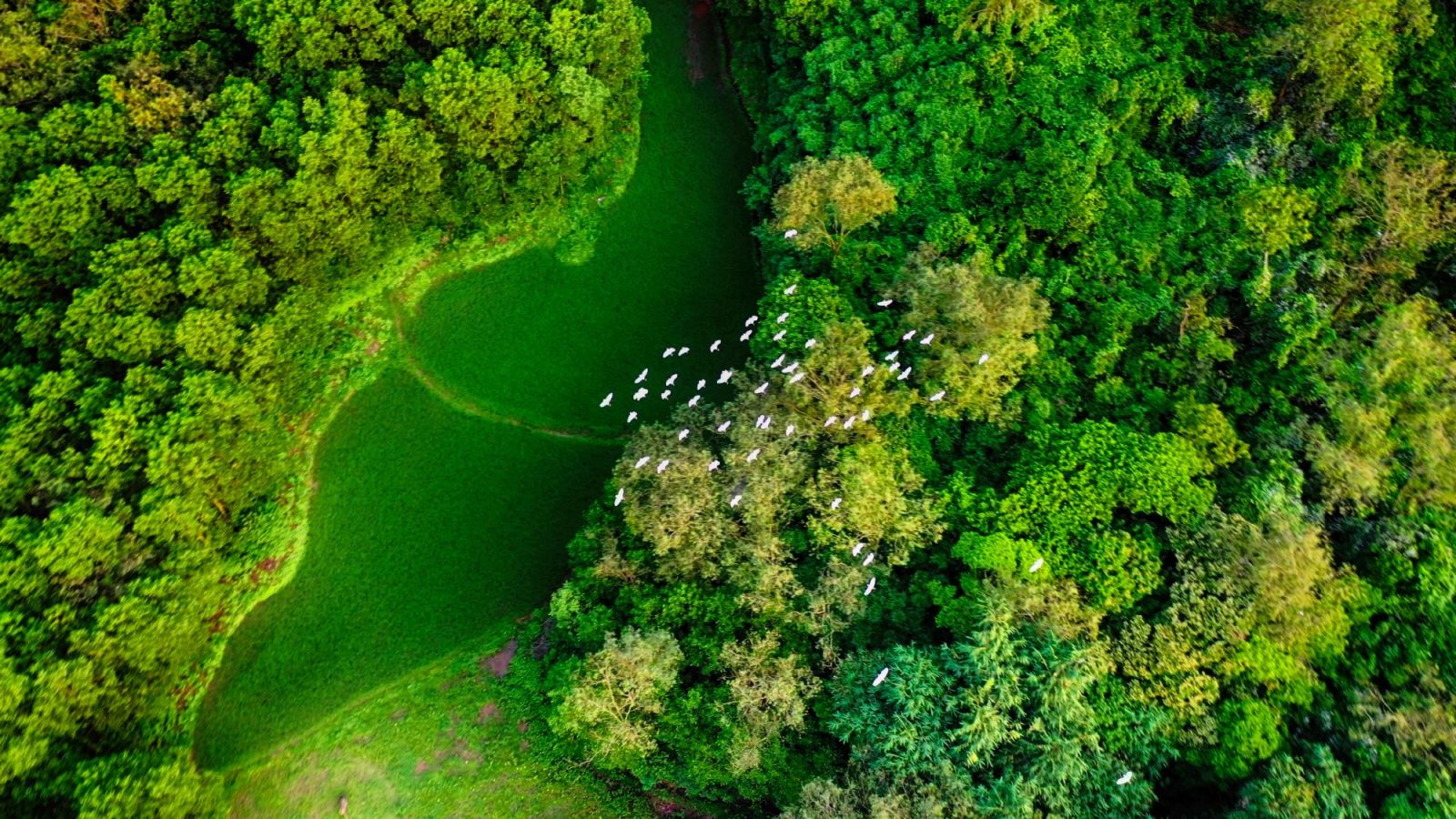 Cánh cò trắng bay trên rừng cây xanh ở núi Núi Hứa làm đẹp thêm bức tranh làng quê.