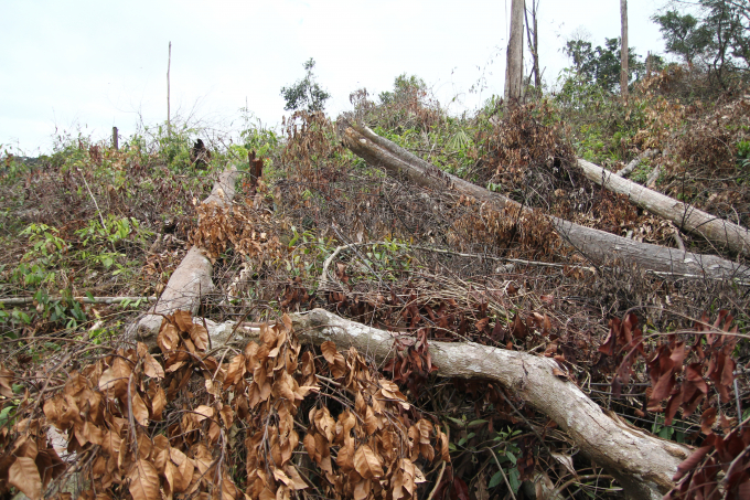 Rừng bị tàn phá tại huyện Kon Plông