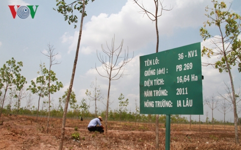 Một diện tích rừng nghèo trồng cao su thất bại đang xin chuyển đổi.