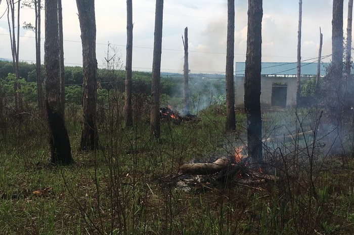 Khu vực rừng thông thuộc quản lý của Công ty Nguyên Vũ bị đốt phá và làm nhà lấn chiếm