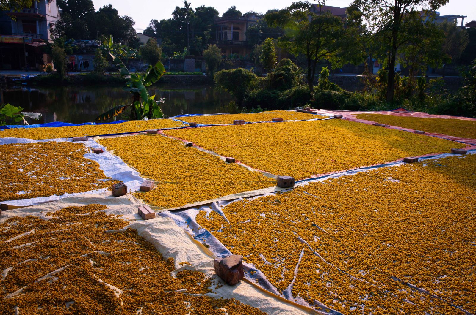 Vào những ngày nắng, hoa cúc thu hoạch về được phơi khắp nơi từ xóm ngõ đến sân đình ở làng thuốc Nghĩa Trai. 