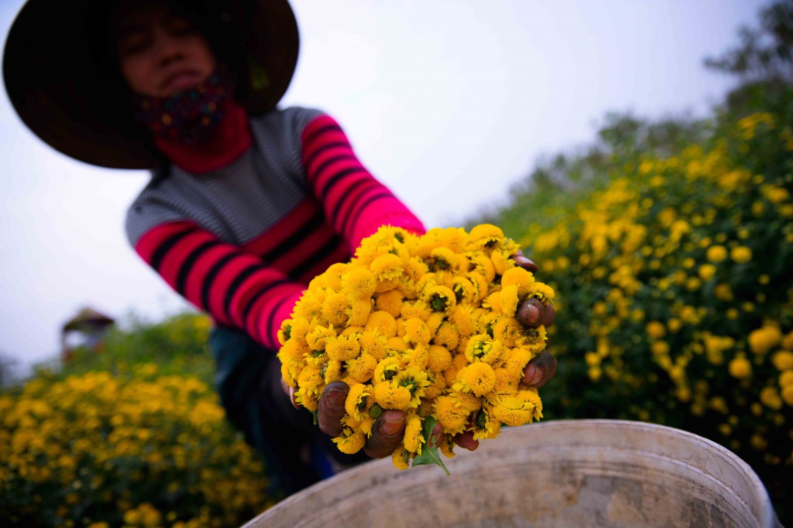 Những bông hoa cúc chi có chất lượng tốt nhất vừa nở, không còn nụ và cũng chưa kịp tàn trên tay một người hái thuê chuyên nghiệp ở cánh đồng làng thuốc Nghĩa Trai. 
