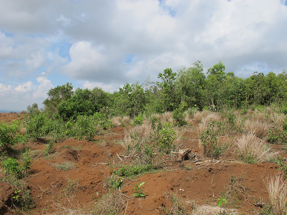 Nhiều diện tích đất rừng giao sai ở huyện Krông Năng đến nay vẫn chưa thể thu hồi.