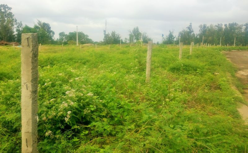 Một số hộ dân ở thôn Huỳnh Giản Bắc tự ý trồng trụ bê tông, phân lô, chia đất tại Khu DDD vùng ngập lũ, triều cường Huỳnh Giản