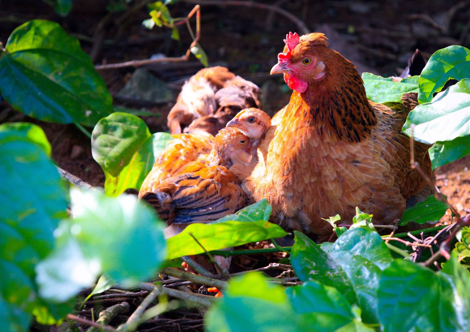 Một lứa gà, con nuôi khéo lắm được ngót 2kg cũng mất cả năm nên có thể bắt gặp những đàn gà nuôi gối vụ ở bản Dù.