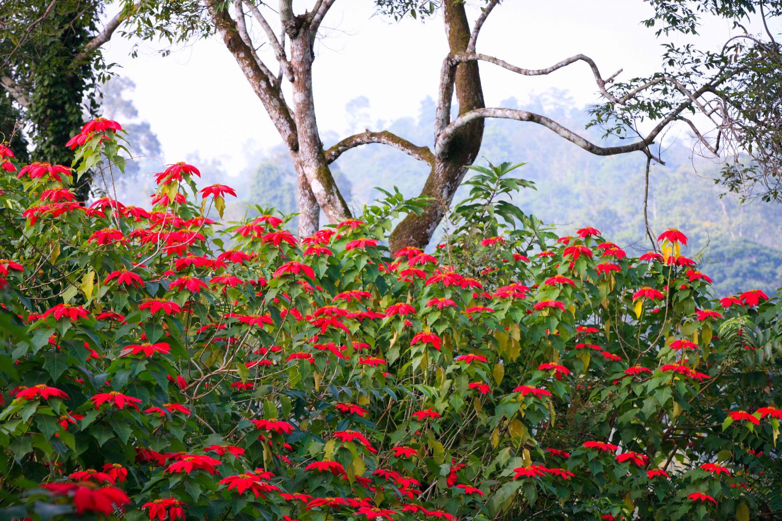 Những cánh rừng trong Vườn quốc gia Xuân Sơn rực đỏ hoa trạng nguyên là nơi thích hợp nhất nuôi gà nhiều cựa.