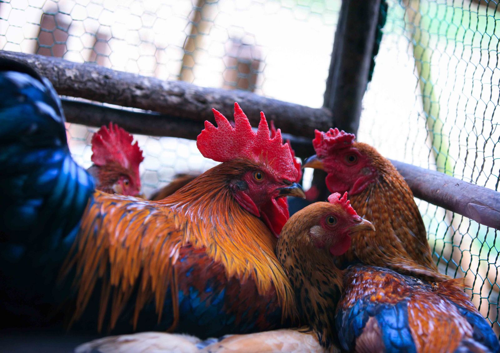 Trong những tuần đầu tiên của tháng 1 năm 2019, gà sáu cựa có giá khoảng 250-300 ngàn đồng/kg, gà tám cựa giá cao hơn một chút tùy chủ nuôi.