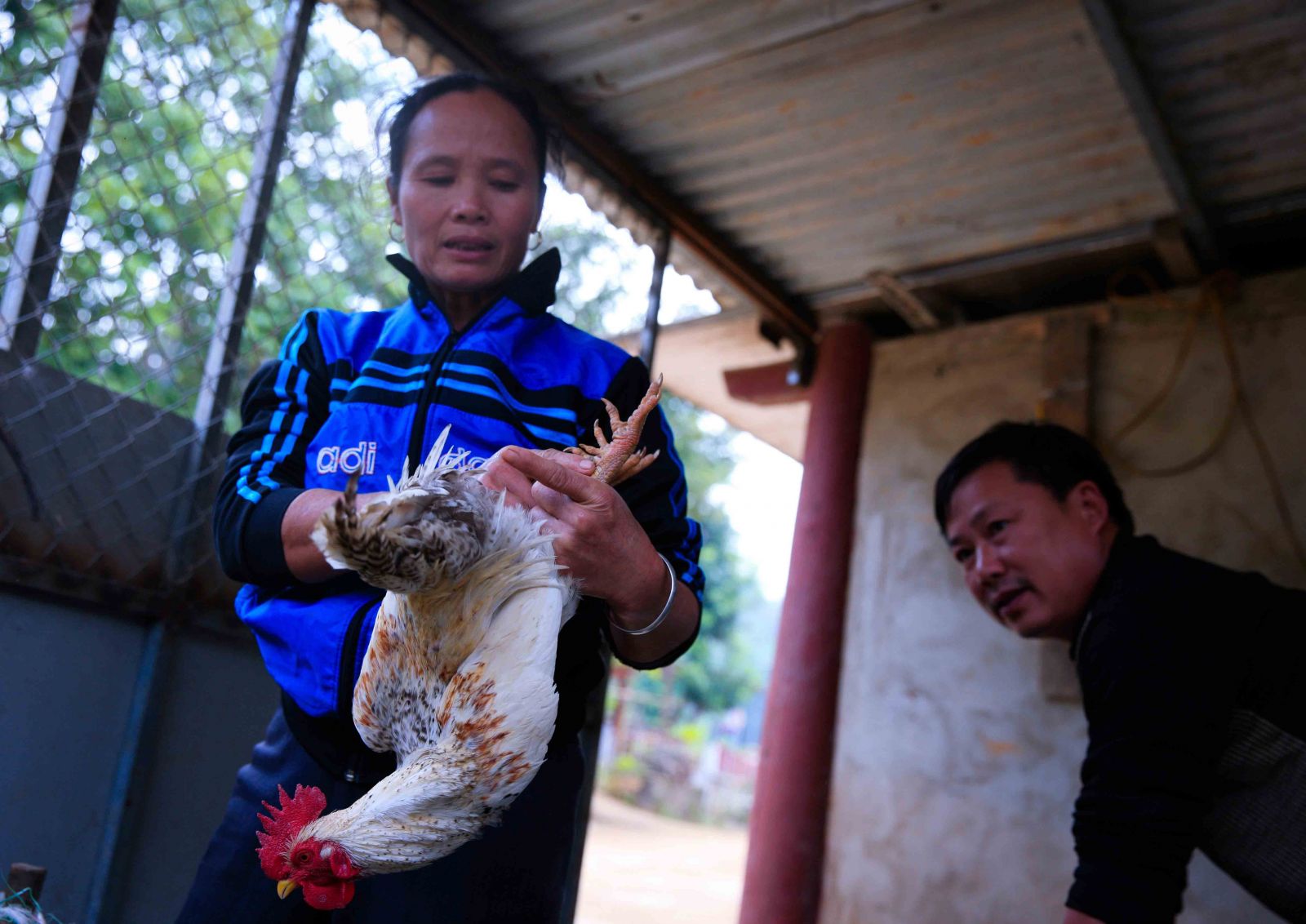 Những chú gà trống trên 2kg, lông mượt, chân có từ 6 đến 8 cựa được khách đặt mua làm quà Tết.