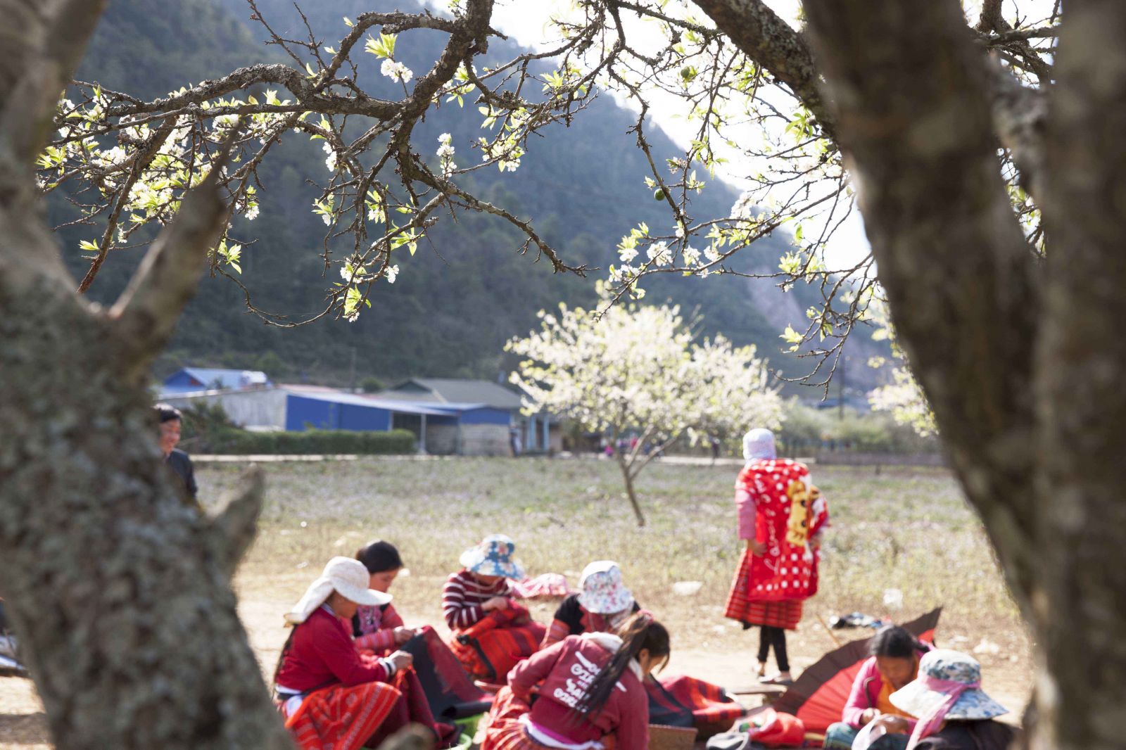 Dưới rừng hoa mận bung nở trắng muốt, những người phụ nữ dân tộc Mông nổi bật cùng màu đỏ của những bộ xiêm y lộng lẫy nhất họ thêu. 
