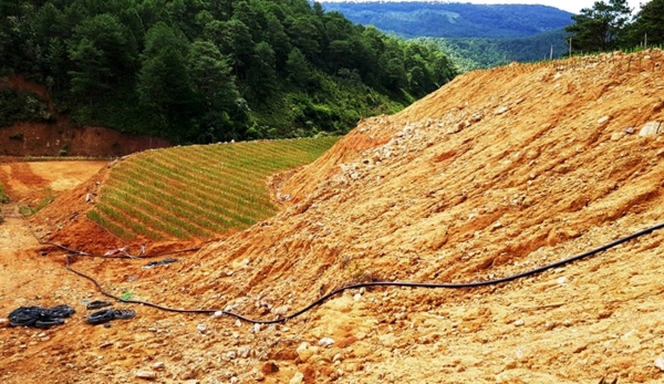 Diện tích đất rừng bị lấn chiếm, san gạt, cải tạo sai phép tại tiểu khu 267C (ảnh chụp cuối tháng 10/2018)