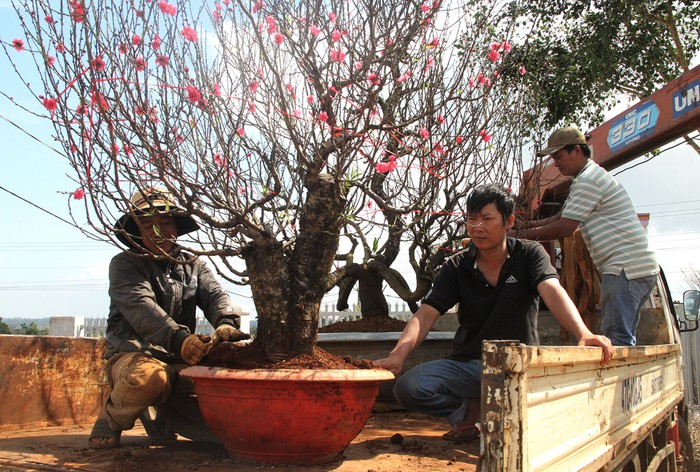 Ngoài trồng đào, ông Phạm Minh Hùng (ngụ thị xã Buôn Hồ) cũng nhận chăm sóc đào cho những người có nhu cầu. Hai gốc đào rừng được ông Hùng nhận chăm sóc với giá hơn 10 triệu đồng sau một năm được chủ cây đưa về chưng Tết.