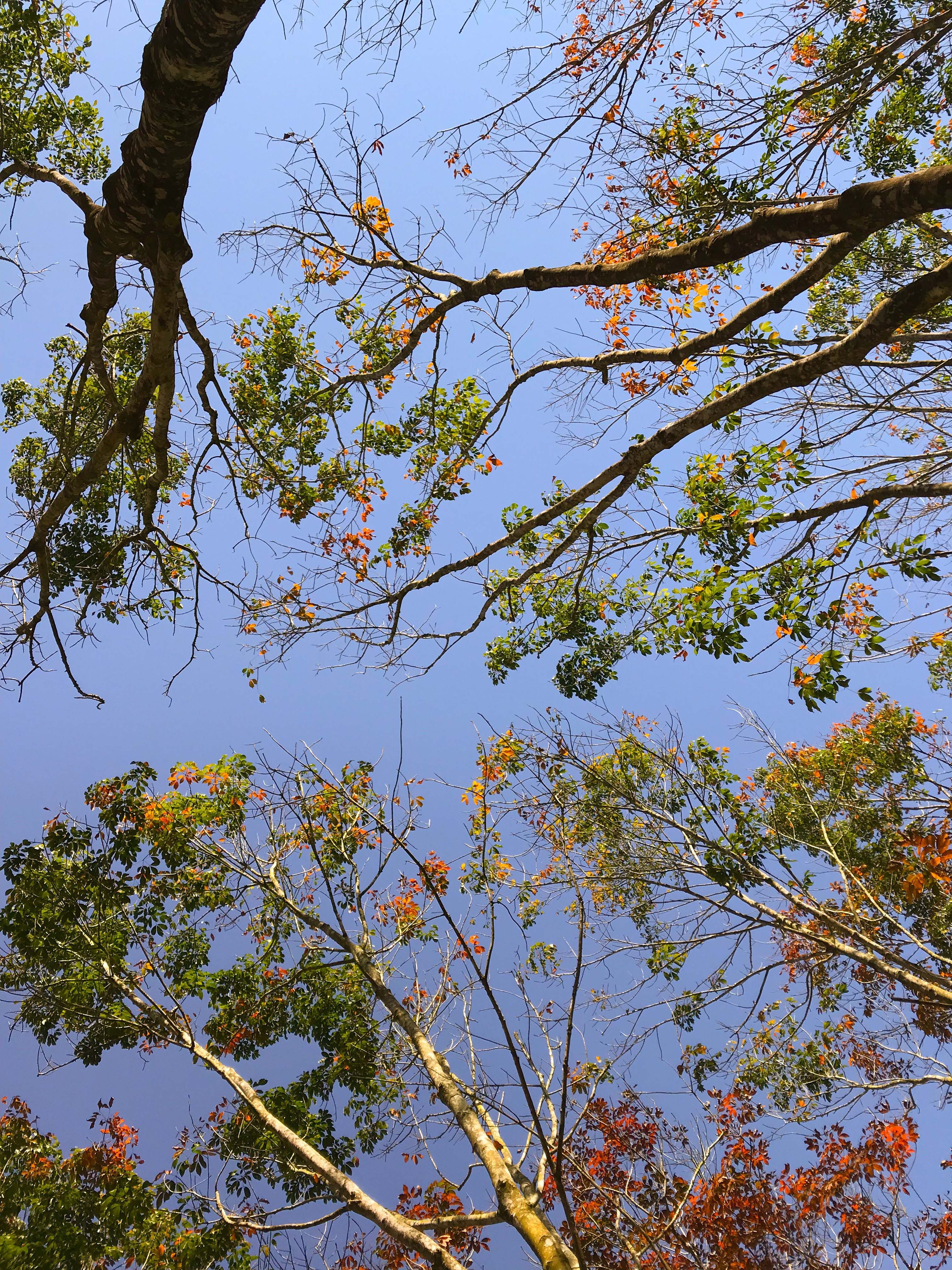 Bản hòa tấu sắc màu của cao su vào mùa thay lá.