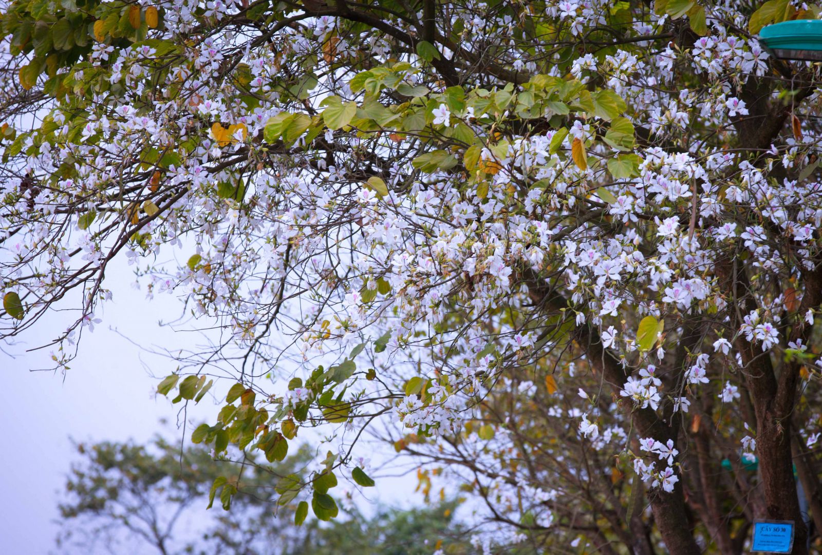 Tháng 3 về, loài hoa tinh khôi này lại nở, nhuộm trắng cả không gian Điện Biên. Trong ảnh là những cây hoa ban được đánh số cẩn thận bung nở trên đường Nguyễn Hữu Thọ, nằm ven dòng sông Nậm Rốm lịch sử.
