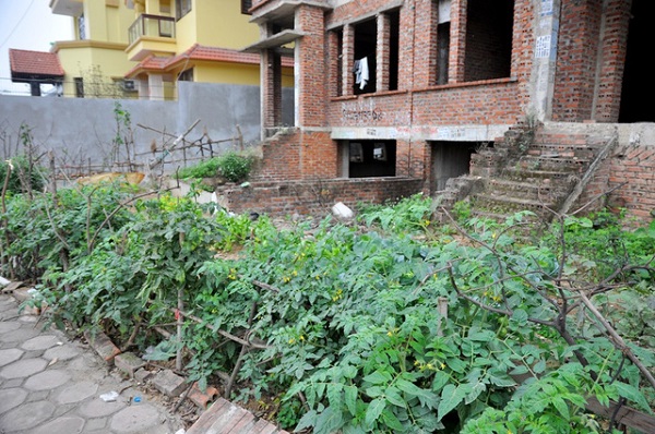 Để tránh tình trạng lãng phí, nhiều người dân sống xung quanh các căn biệt thự thự bỏ hoang này đã cải tạo lại khoảng đất trống quanh biệt thự để trồng rau.