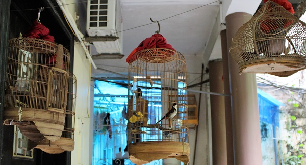 Thú chơi chim vẫn được lưu giữ, đây là một nét đặc trưng của người Hà Nội cũ.