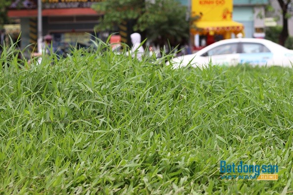 Trên đường Hoàng Quốc Việt cỏ mọc um tùm như một bãi đất hoang.