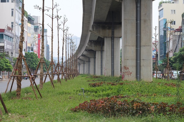 Cây xanh mới được trồng 2 bên dải phân cách dọc tuyến đường Hoàng Cầu - Yên Lãng.
