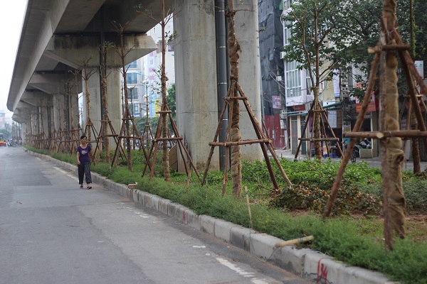 Người dân phố Hoàng Cầu mới – Yên Lãng, Đống Đa, Hà Nội bỗng dưng thấy nhiều cây xanh được trồng dưới gầm tuyến đường sắt đô thị Cát Linh – Hà Đông.