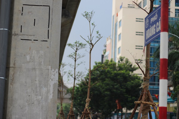 Hiện tại việc trồng cây xanh được trồng từ đầu đường Yên Lãng đến ngã 3 đường Hoàng Cầu - Ô chợ Dừa.