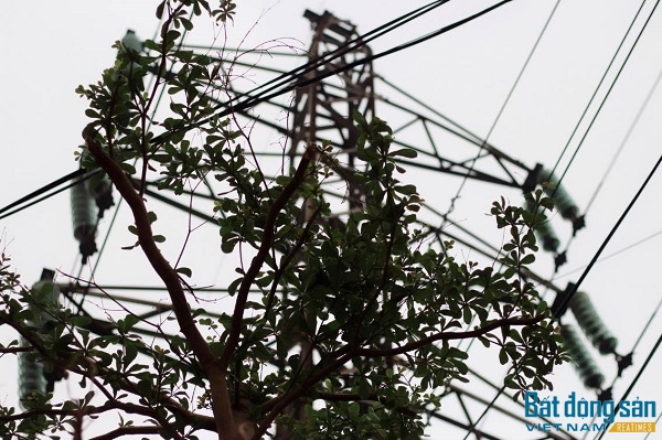 Đây là một cây bàng lá nhỏ rất sát với khoảng cách an toàn lưới điện. Nhiều người lo ngại khi cây phát triển và mọc cao sẽ chạm vào đường dây điện, hoặc mùa mưa bão cây bị đổ đè lên đường dây gây cháy nổ.