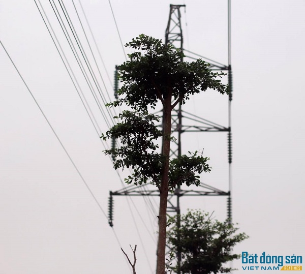 Hiện tại, những thân cây này dù mới trồng nhưng cũng đã có chiều cao từ 5 tới 7m, rất gần với đường lưới điện 110KV.