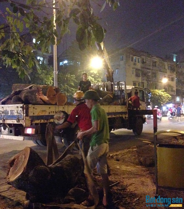 Các công nhân của đơn vị di chuyển cây xanh phải thâu đêm để hoàn thành công việc nhằm hạn chế ảnh hưởng tới quá trình đi lại của người dân Thủ đô.