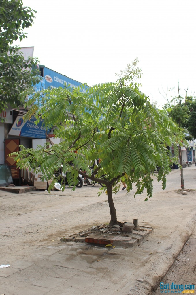 Nhiều người dân đã tận dụng bồn để trồng các loại cây khác