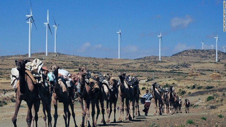 Đàn lạc đà đi bộ gần một cánh đồng gió của Ethiopia (Ảnh: CNN)