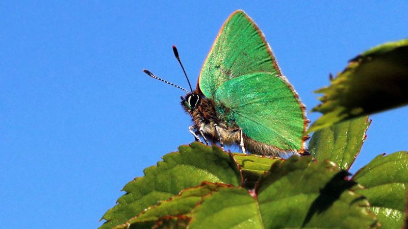 Đường kết nối số 15 ở khu vực Golden Gate Heights kết nối hai môi trường sống tác biệt của loài bướm xanh Hairstreak – một loài bướm đang có nguy cơ biến mất ở vùng cảng San Francisco.