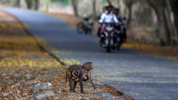 Một chú khỉ bằng qua đường ở Công viên Quốc gia Sanjay Gandhi tại Mumbai