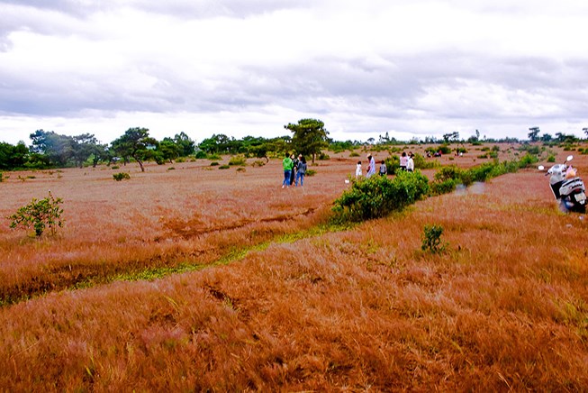 Đồi cỏ hồng tuyệt đep, nơi được Tập đoàn FLC triển khai thành dự án Khu phức hợp huyện Đak Đoa