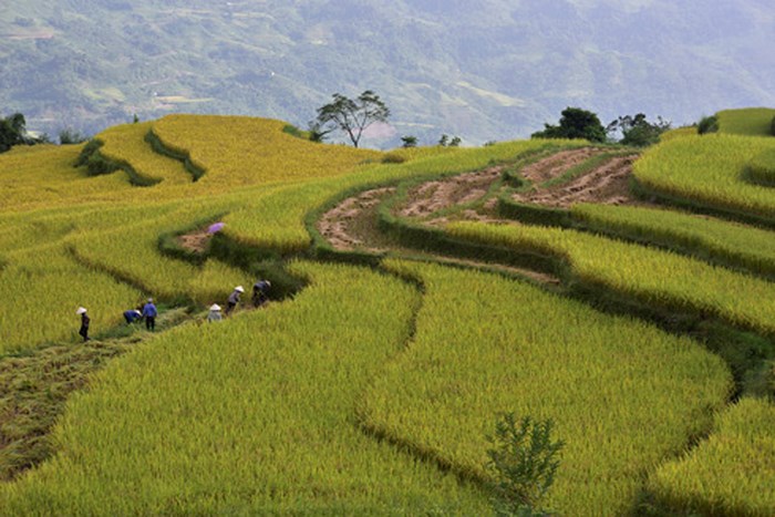 Những ô ruộng bậc thang đang được bà con thu hoạch.