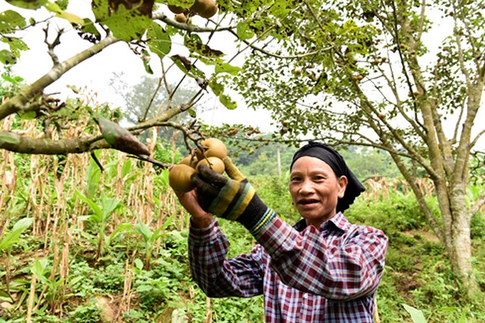 Lê đặc sản của Hồng Thái.