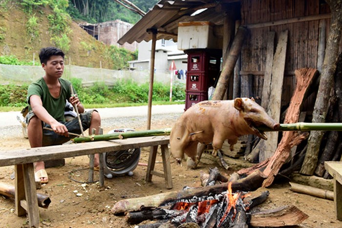 Lợn 