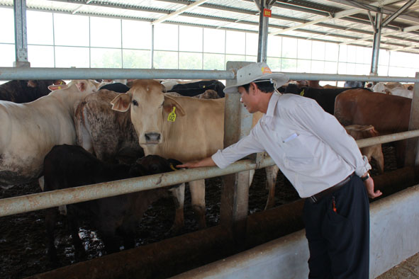Trai trại bò của Công ty TNHH Liên hợp công - nông nghiệp phát triển bền vững Sao Đỏ