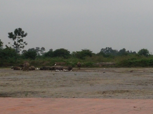 Bên trong vẫn chỉ là bãi đất hoang để người dân thả bò  (ảnh đăng trên Tri thức trẻ năm 2015) 