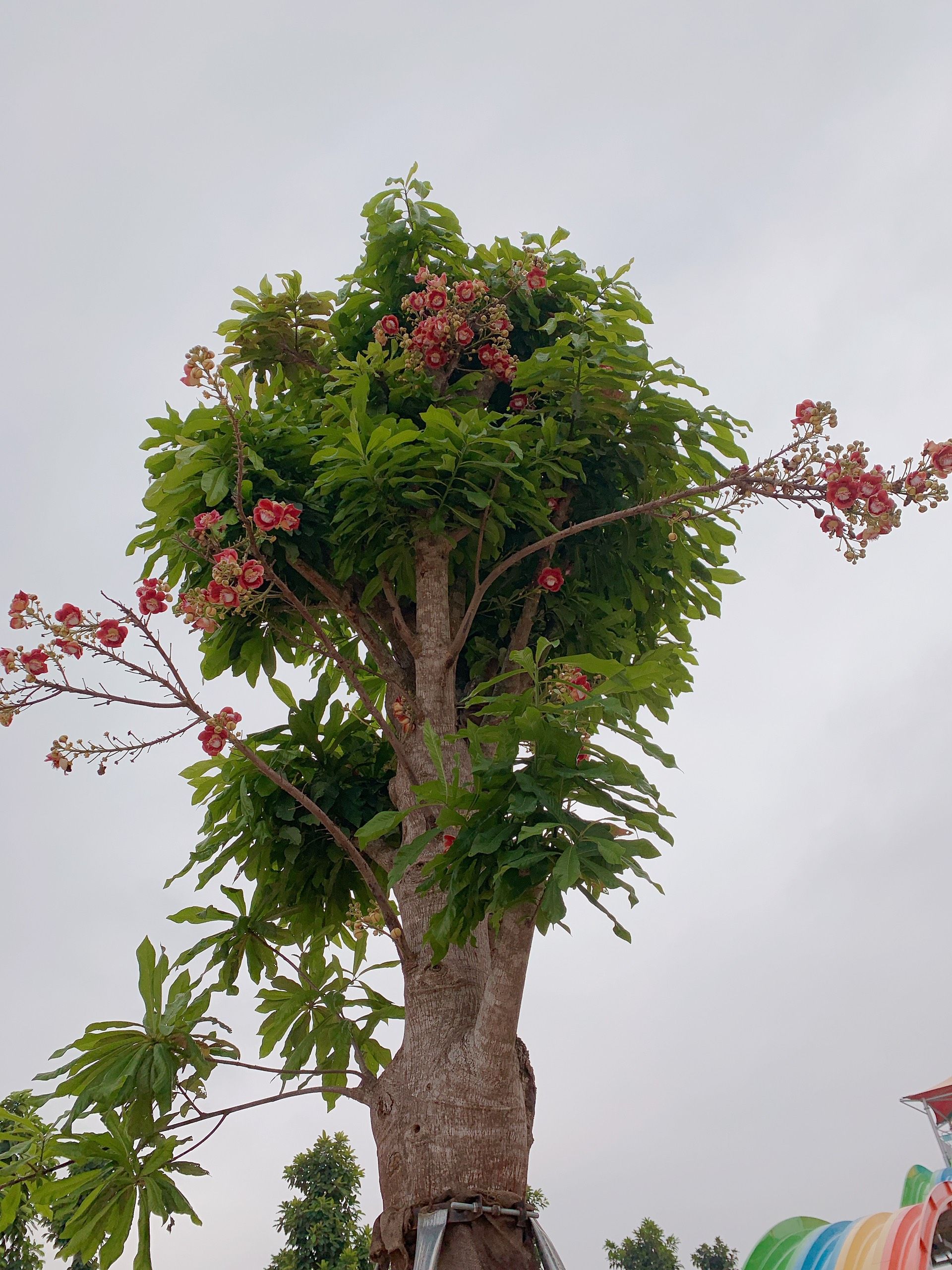 Một loài cây lạ mắt có tên Ngọc Kỳ Lân trong công viên nước Thanh Hà
