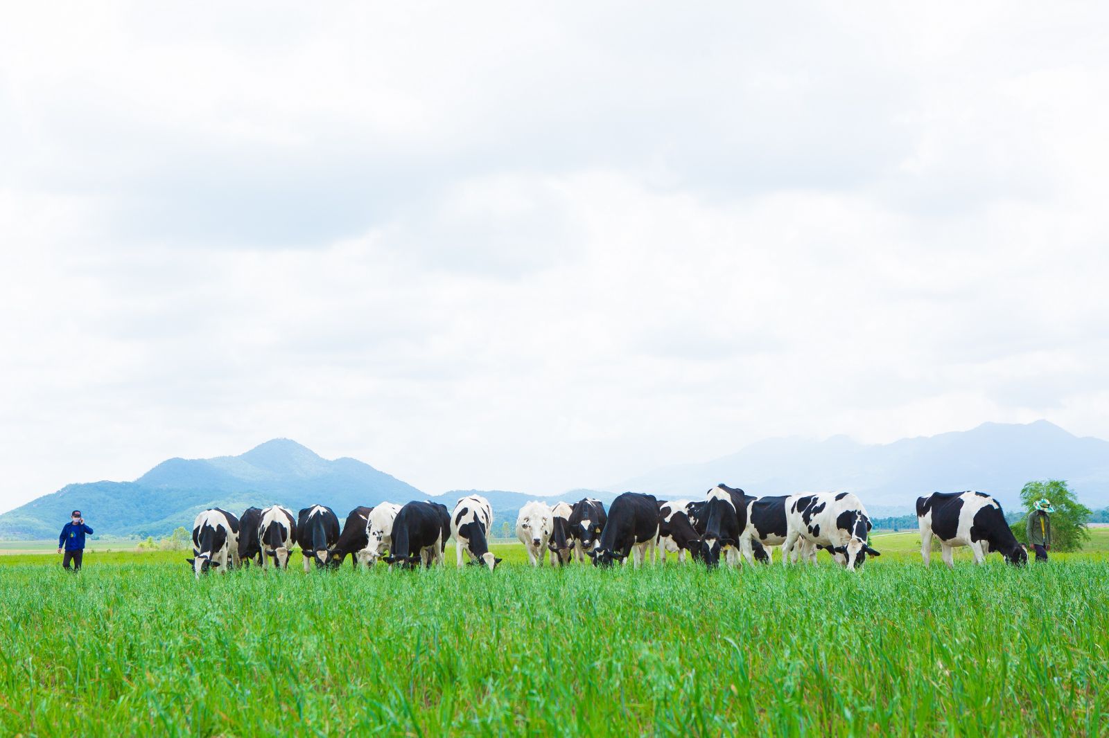 Bò sữa Organic được chăn thả trên những đồng cỏ yến mạch tại 