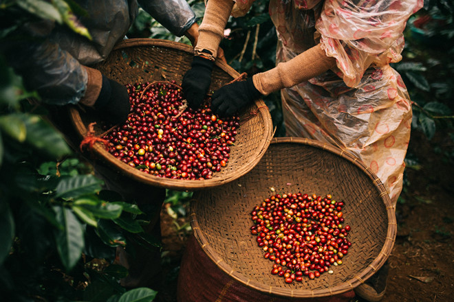 Cà phê Việt Nam được nhiều thị trường lớn trên thế giới ưa chuộng. (Ảnh: Thanh niên).