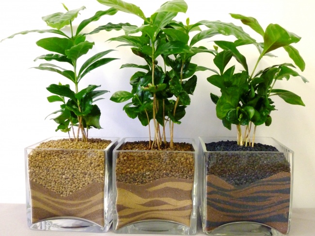 Duy trì lượng ẩm trong đất và cung cấp nắng là đủ điều kiện để cây phát triển. Ảnh minh họa