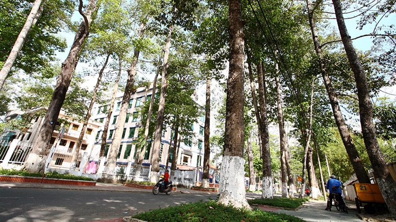 Thành phố Trà Vinh với những con đường nội ô rợp bóng cây. Ảnh: Huy Hoàng