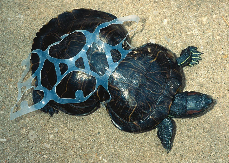Một con rùa biển bị biến đổi cơ thể vì chất thải nhựa
