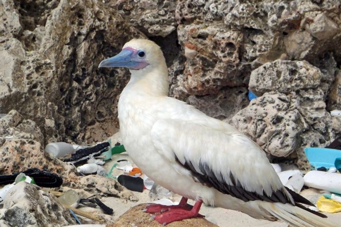 Khoảng 90% chim biển ăn phải nhựa. Ảnh: ABC