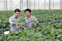 Không đi một mình, nông nghiệp Việt Nam cần gì để bứt phá?