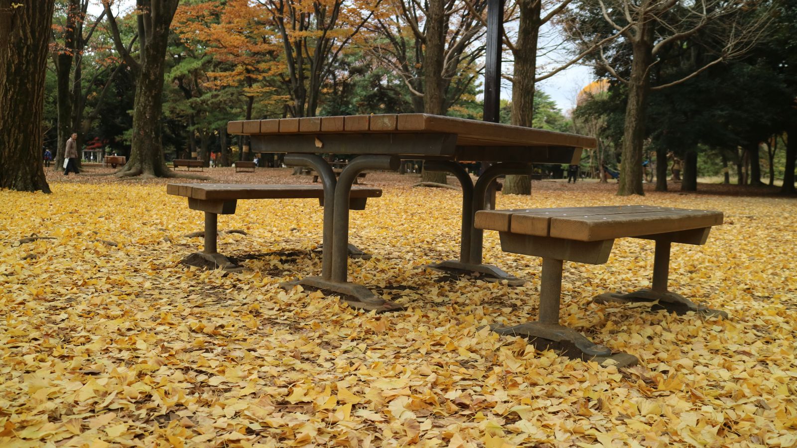 Thảm lá rẻ quạt vàng rực ở công viên Yoyogi.