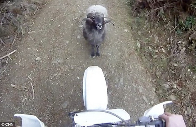 Xe máy đối đầu cừu non trên đường làng (Ảnh minh họa)