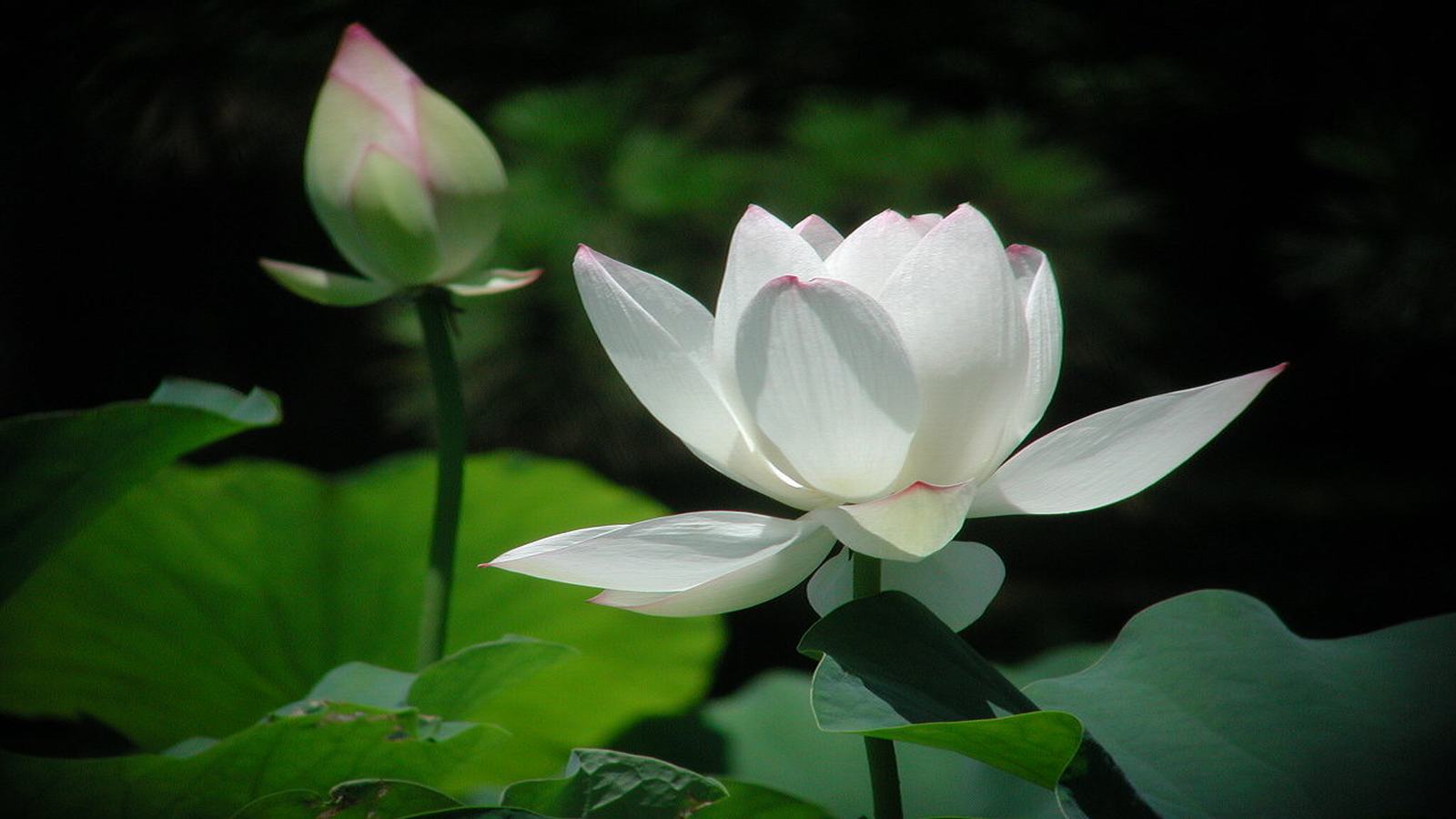 Hoa sen trắng thanh cao.