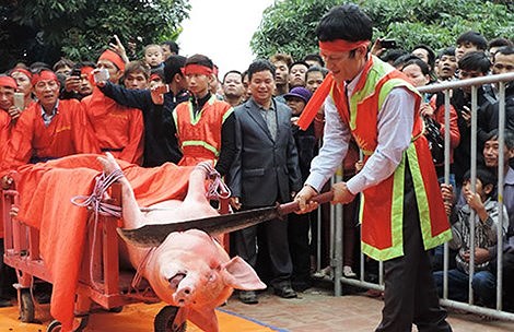 Lễ hội chém lợn, một thứ văn hóa tàn nhẫn!